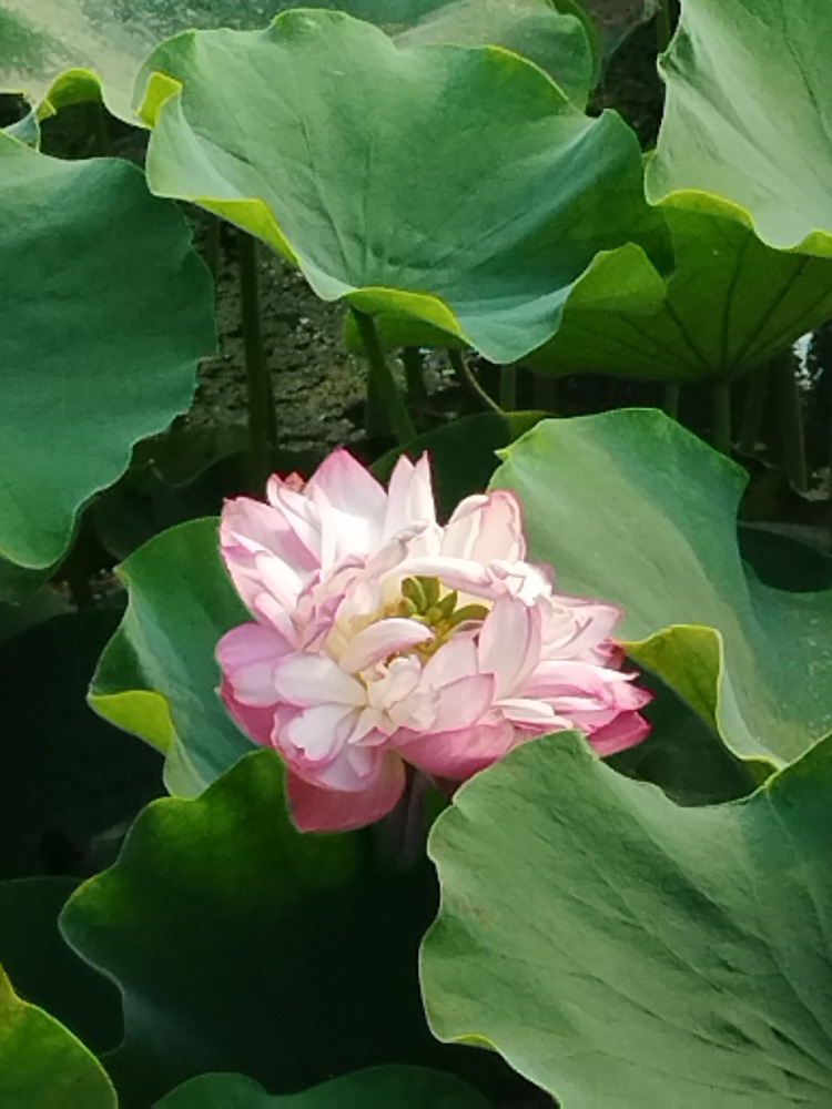 图片关键词